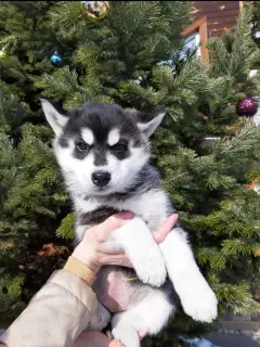 Photo №1. siberian husky - for sale in the city of Krasnoyarsk | Negotiated | Announcement № 1668