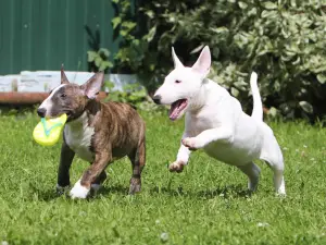 Photo №1. bull terrier - for sale in the city of Moscow | Negotiated | Announcement № 3111