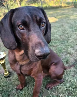 Additional photos: Bavarian mountain hound puppy