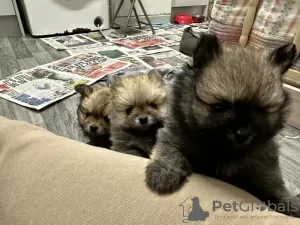 Additional photos: (6) Gorgeous Pomeranian Puppies 