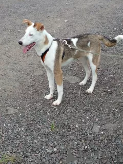 Photo №3. Shaggy - a dog with different eyes is looking for a home.. Russian Federation