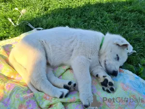 Additional photos: White short hair swiss shepherd