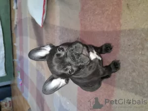 Photo №1. french bulldog - for sale in the city of Перуджа | 740$ | Announcement № 95740