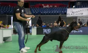 Additional photos: DOBERMAN puppies of the highest quality