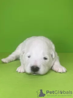 Photo №3. Samoyed puppies. Russian Federation