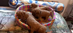 Additional photos: Cavapoo pappy f1 generation