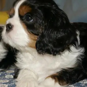 Additional photos: Puppies Cavalier King Charles Spaniel boys tricolor sell