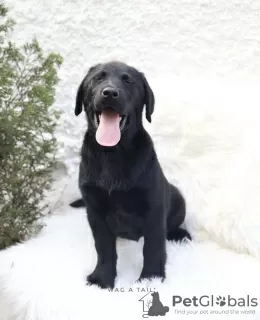 Photo №3. Labrador Retriever. Germany