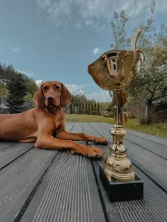 Additional photos: Puppies of the Hungarian Vizsla