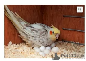 Photo №3. Baby African Grey Parrot and parrots eggs for sale. Cambodia