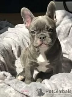 Photo №1. french bulldog - for sale in the city of Echuca | 250$ | Announcement № 129471