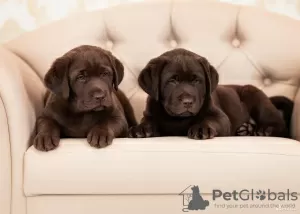 Photo №1. non-pedigree dogs - for sale in the city of Kiev | 581$ | Announcement № 62213