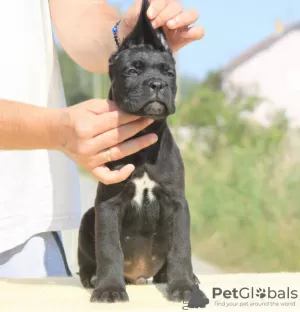 Additional photos: Cane Corso puppies for sale