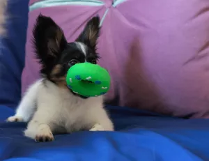 Additional photos: Papillon puppy