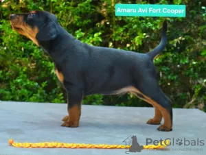 Additional photos: Medium Pinscher after Inter Champions CIB FCI