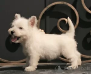 Additional photos: west highland white terrier puppy female