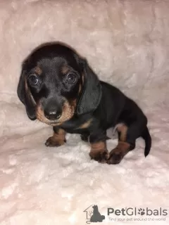 Additional photos: Purebred smooth-haired dachshund puppies