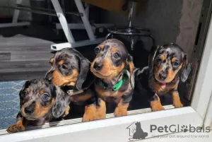 Photo №4. I will sell dachshund in the city of Baltimore. breeder - price - 500$