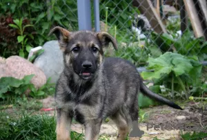 Additional photos: Charming puppies Mark and Mira are urgently looking for a home