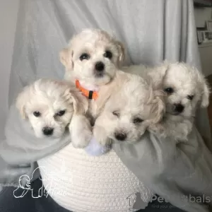 Photo №2 to announcement № 57772 for the sale of bichon frise - buy in Serbia breeder