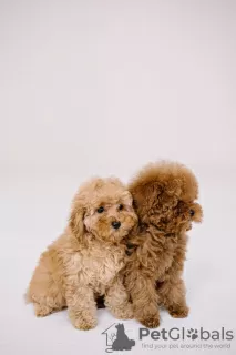 Photo №3. Toy Poodle Red Brown. Germany