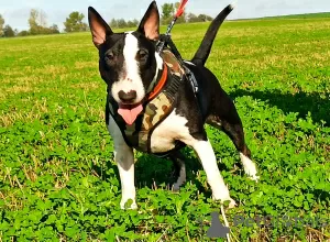 Photo №4. I will sell bull terrier in the city of Kościan. private announcement, breeder - price - negotiated