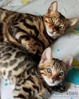 Additional photos: Bengal kittens for sale