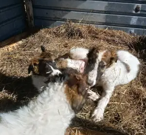 Photo №3. Puppies of the Russian Borzoi! Sell-out!. Russian Federation