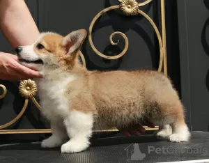 Photo №2 to announcement № 110820 for the sale of welsh corgi - buy in Russian Federation from nursery, breeder