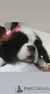 Additional photos: Pedigree St. Bernard puppies for sale