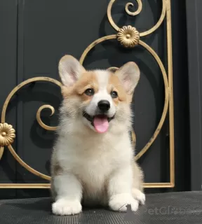 Additional photos: welsh corgi pembroke puppies from Champion