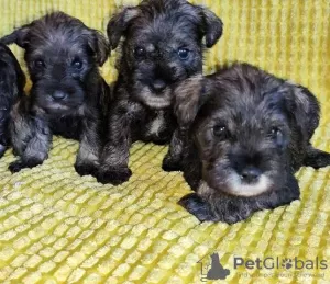 Photo №4. I will sell standard schnauzer in the city of Belgrade.  - price - negotiated