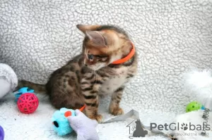 Photo №2 to announcement № 97909 for the sale of bengal cat - buy in Germany private announcement