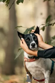 Additional photos: Beauty Gray in search of a home and owner, a dog in good hands