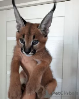 Photo №3. Fantastic caracal cat for local adoption. Germany