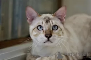 Additional photos: Snow bengal cat