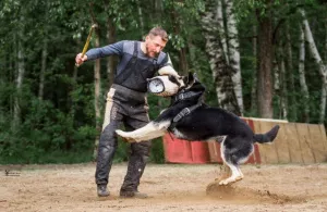 Additional photos: East European Shepherd Dog Puppy