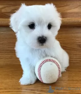 Photo №1. maltese dog - for sale in the city of Murcia | 371$ | Announcement № 107592