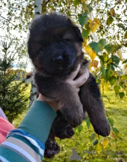 Photo №4. I will sell german shepherd in the city of Kozy. breeder - price - 1040$