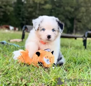 Photo №1. australian shepherd - for sale in the city of Bruges | 179$ | Announcement № 129069