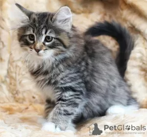 Photo №2 to announcement № 108618 for the sale of norwegian forest cat - buy in United States private announcement