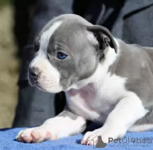 Additional photos: American Staffordshire Terrier Beautiful Puppies