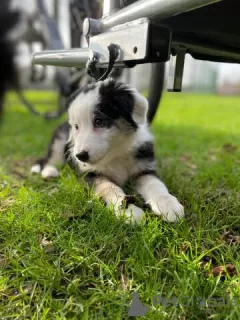 Photo №1. australian shepherd - for sale in the city of Quierschied | Is free | Announcement № 130038