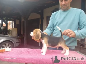 Additional photos: Beagle puppies for sale