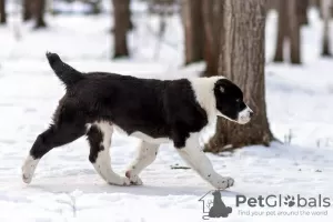 Photo №4. I will sell central asian shepherd dog in the city of Minsk. breeder - price - 500$