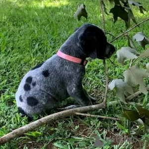 Photo №2 to announcement № 120858 for the sale of german shorthaired pointer - buy in Germany private announcement