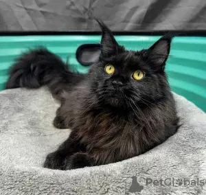 Photo №2 to announcement № 127683 for the sale of maine coon - buy in Belgium private announcement, breeder