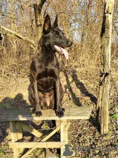 Additional photos: Dutch Shepherd puppies