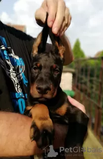 Additional photos: doberman puppies