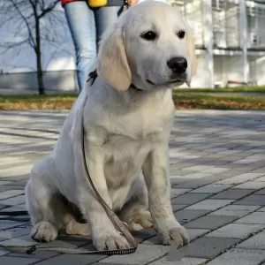 Photo №3. golden retriever. Ukraine